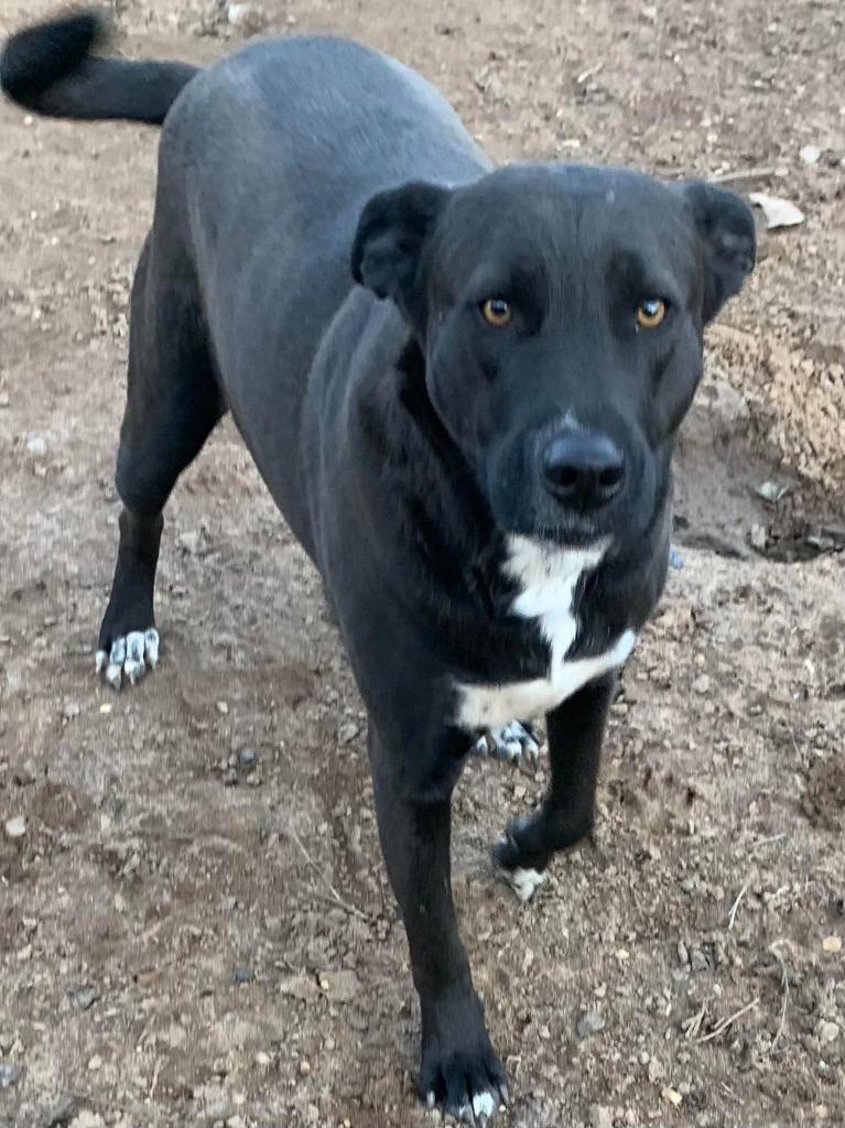 Enlarge Lincoln, a Adoptable mixed breed in Fond Du Lac, WI image 5/6