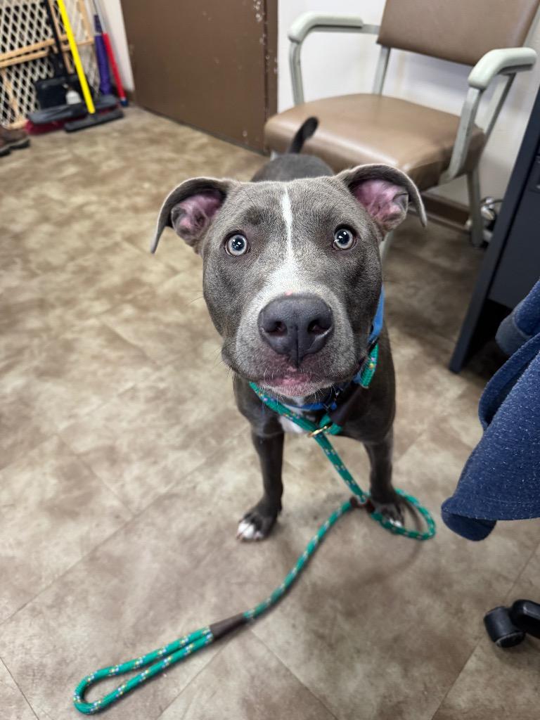 Twizzler, Adoptable, Young Male Mixed Breed.
