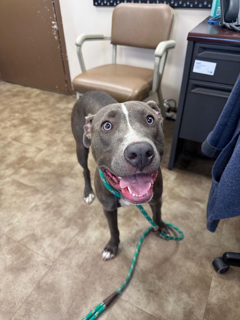 Twizzler, a Adoptable mixed breed in Springfield, OH image 2/2