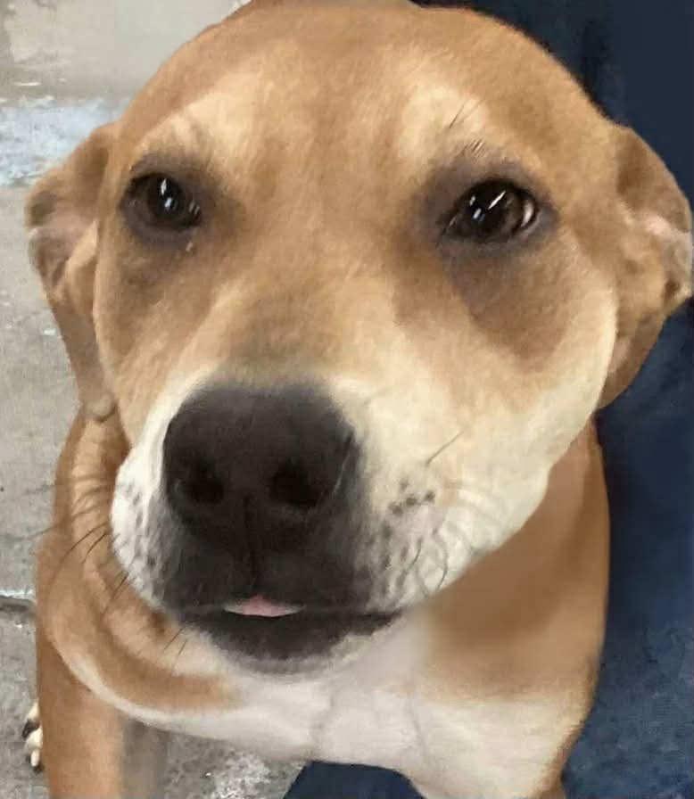 Enlarge Elsa, a Adoptable Hound in Beebe, AR image 1/1