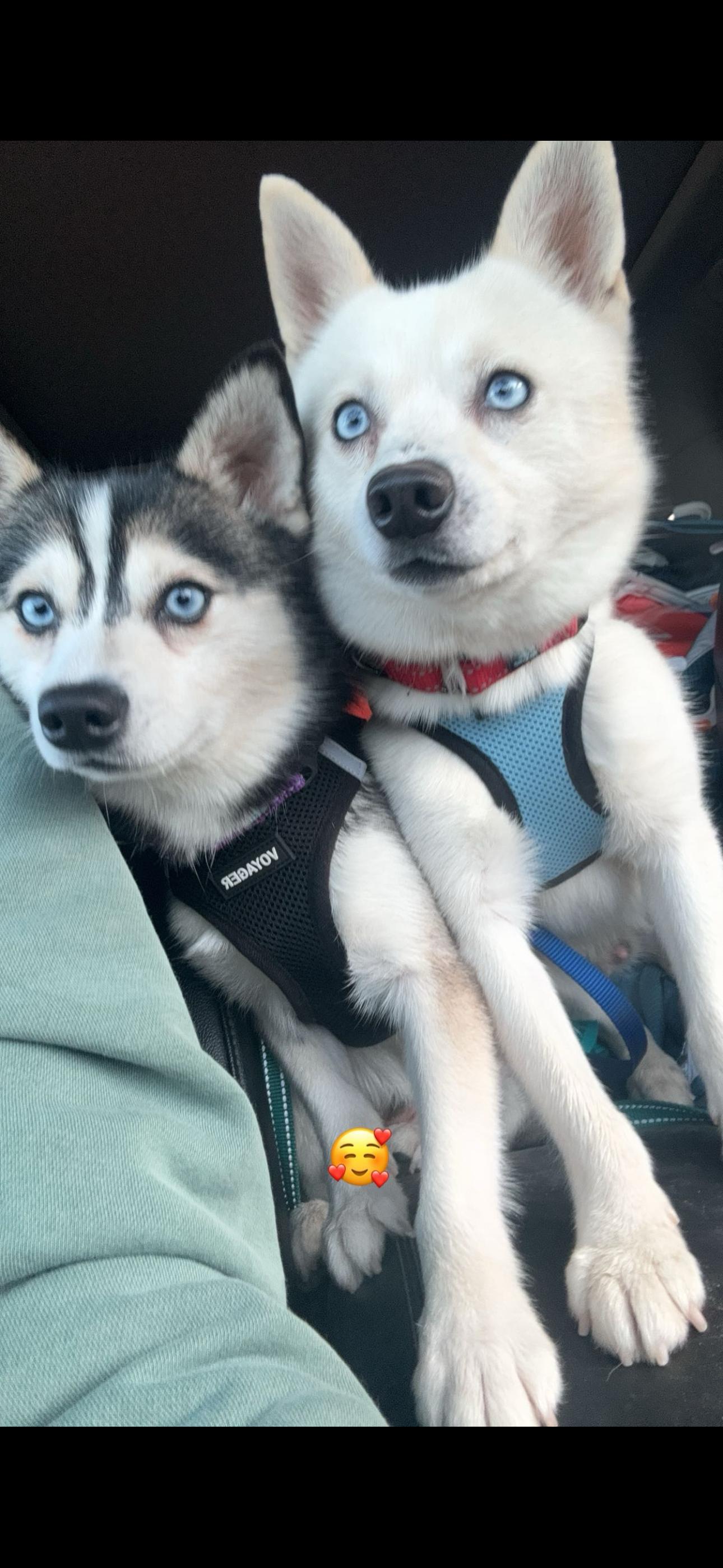 Kru, a ADOPTABLE Klee Kai in Cedar Rapids, IA image 6/6
