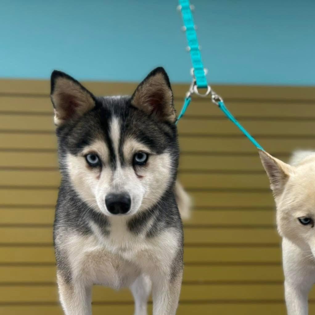 Kru, ADOPTABLE, Adult Male Klee Kai.