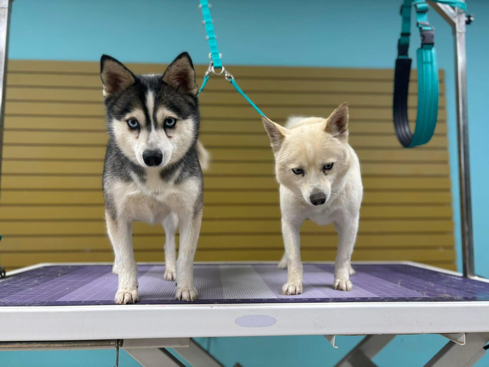 Kru, a ADOPTABLE Klee Kai in Cedar Rapids, IA image 5/6