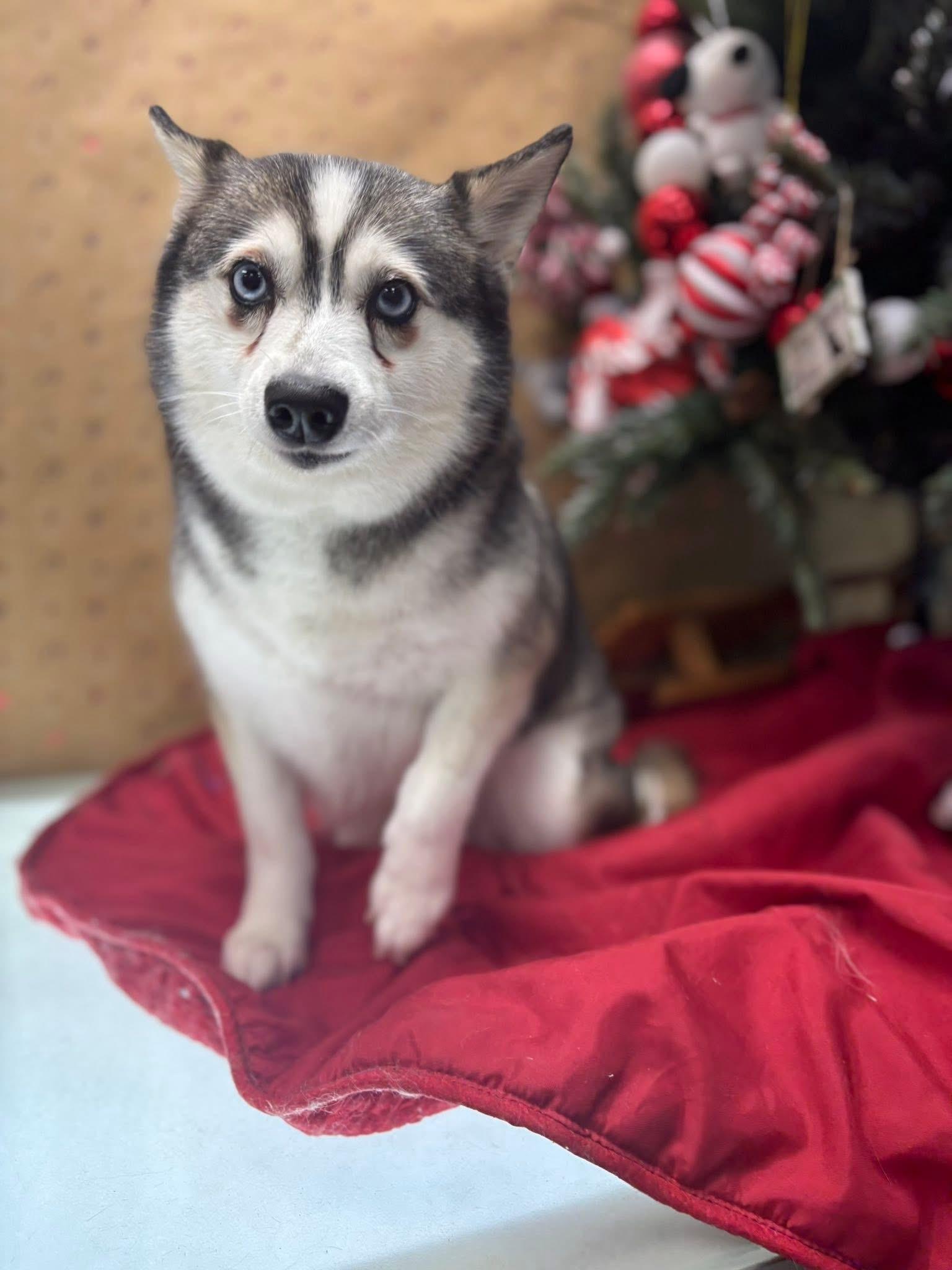 Kru, a ADOPTABLE Klee Kai in Cedar Rapids, IA image 2/6