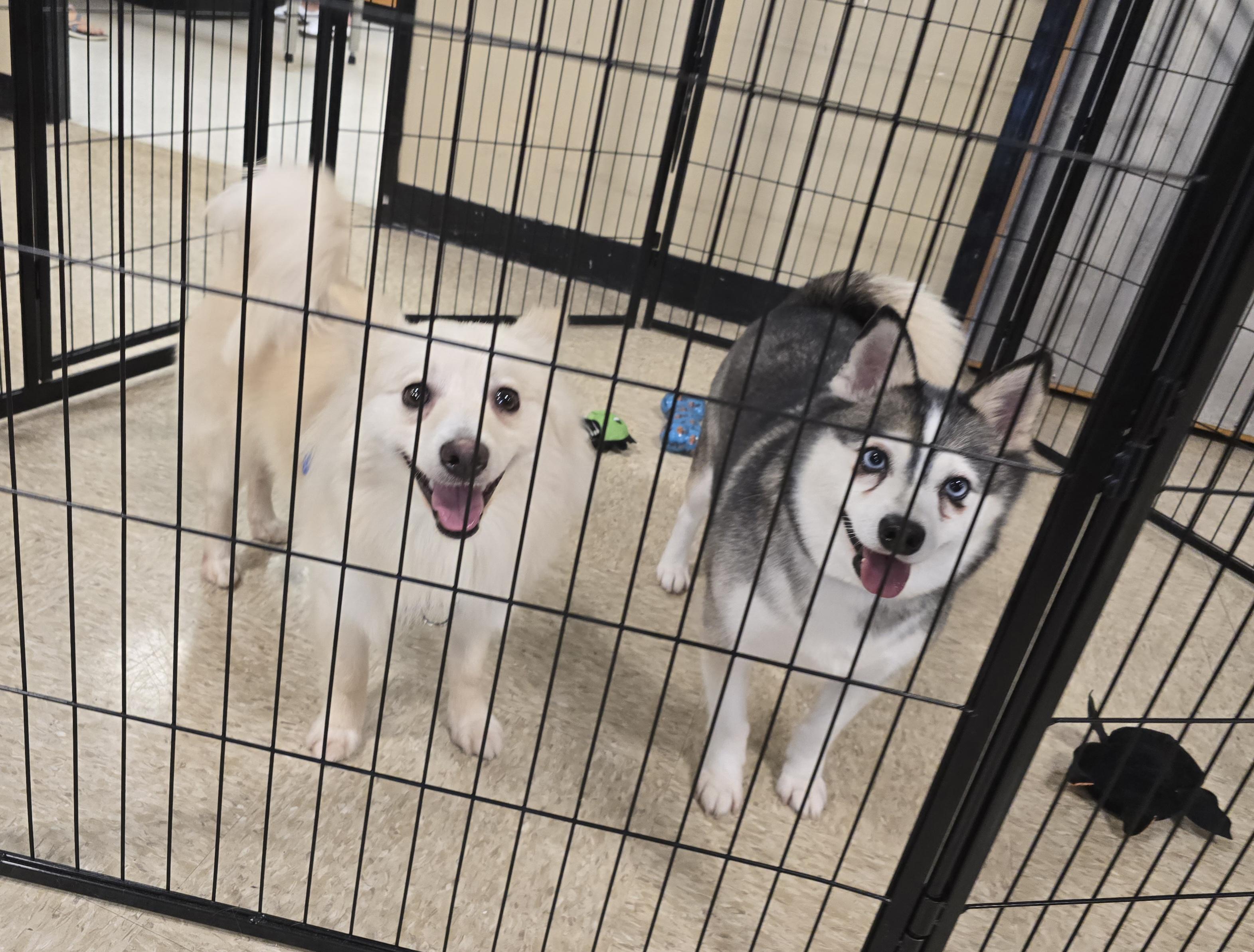 Enlarge Kru, a ADOPTABLE Klee Kai in Cedar Rapids, IA image 5/6