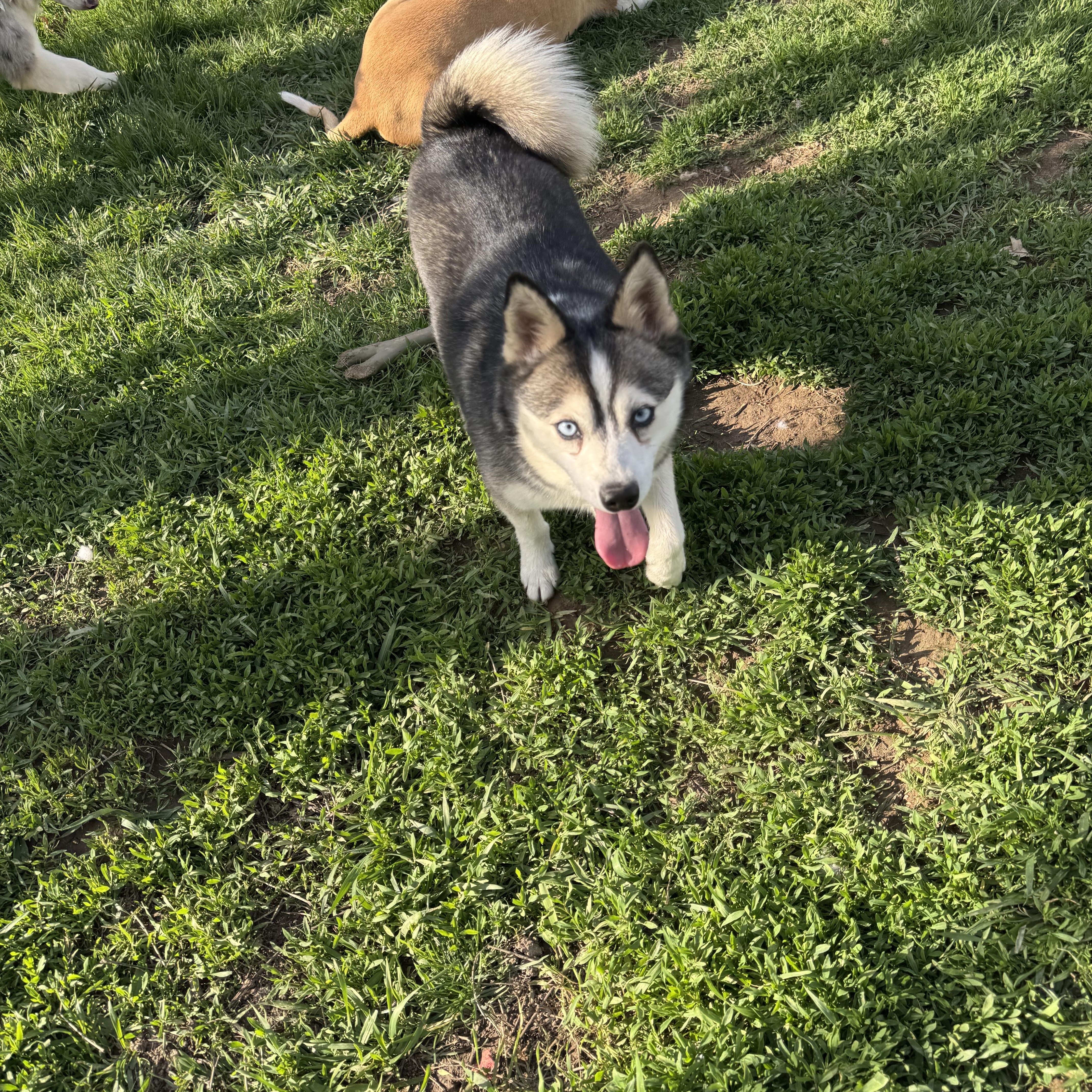 Kru, a ADOPTABLE Klee Kai in Cedar Rapids, IA image 3/6