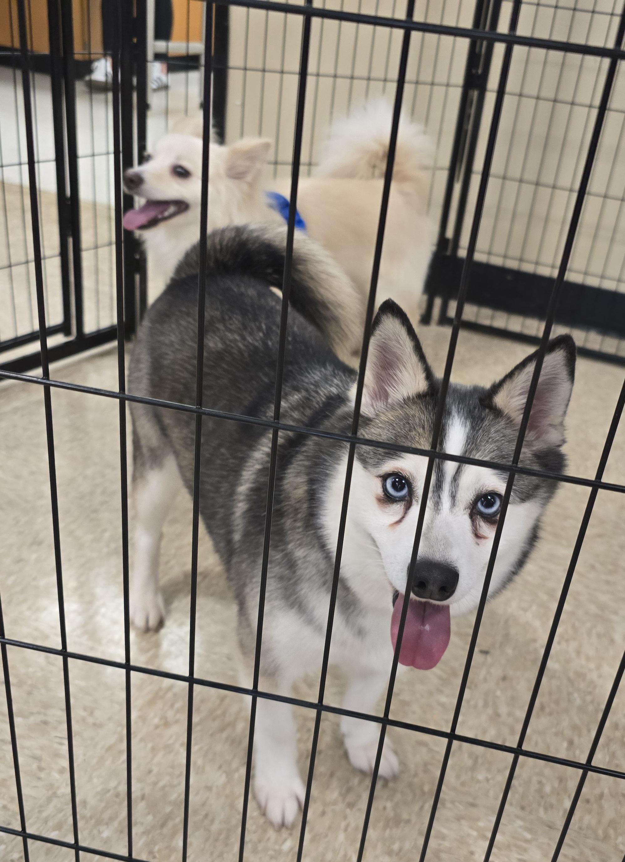 Enlarge Kru, a ADOPTABLE Klee Kai in Cedar Rapids, IA image 6/6