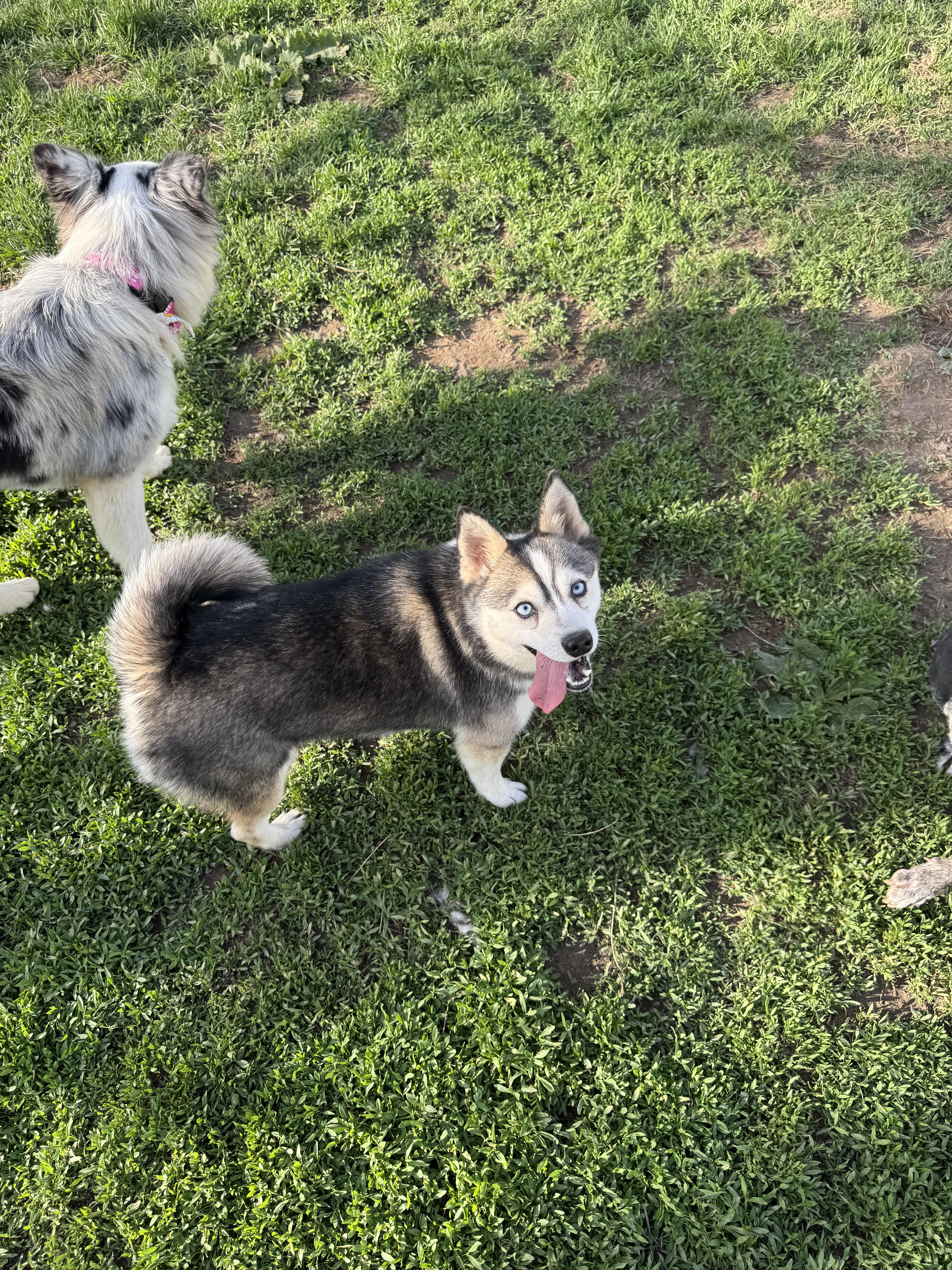 Kru, a ADOPTABLE Klee Kai in Cedar Rapids, IA image 4/6