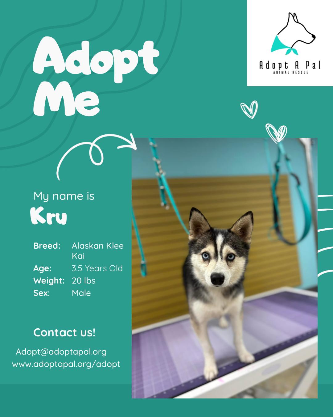 Kru, a ADOPTABLE Klee Kai in Cedar Rapids, IA image 1/6