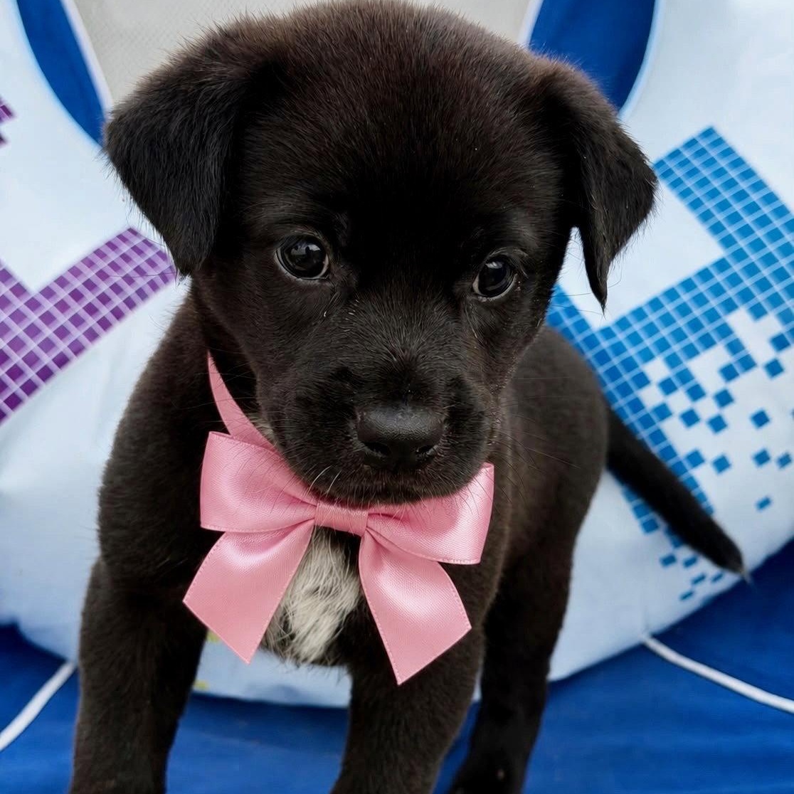 Kai, Adoptable, Puppy Female Labrador Retriever.