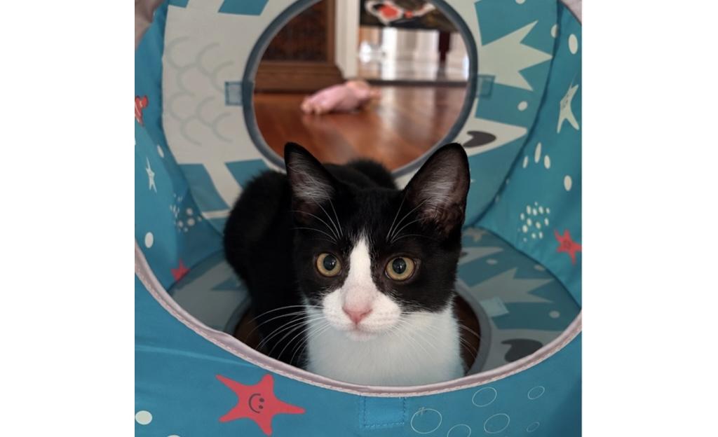 Miss Lady, Adopted, Kitten Female Domestic Short Hair.