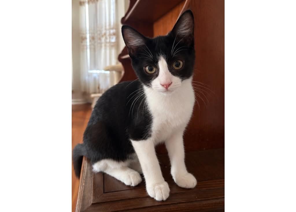 Enlarge Miss Lady, a Adopted mixed breed in Schenectady, NY image 3/3