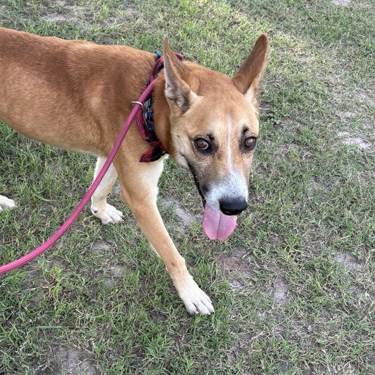 Flako — thumbnail 2