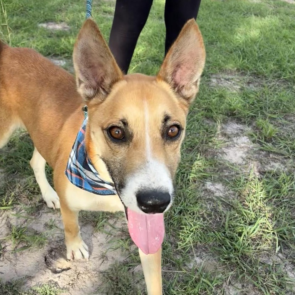 Flako — thumbnail 3