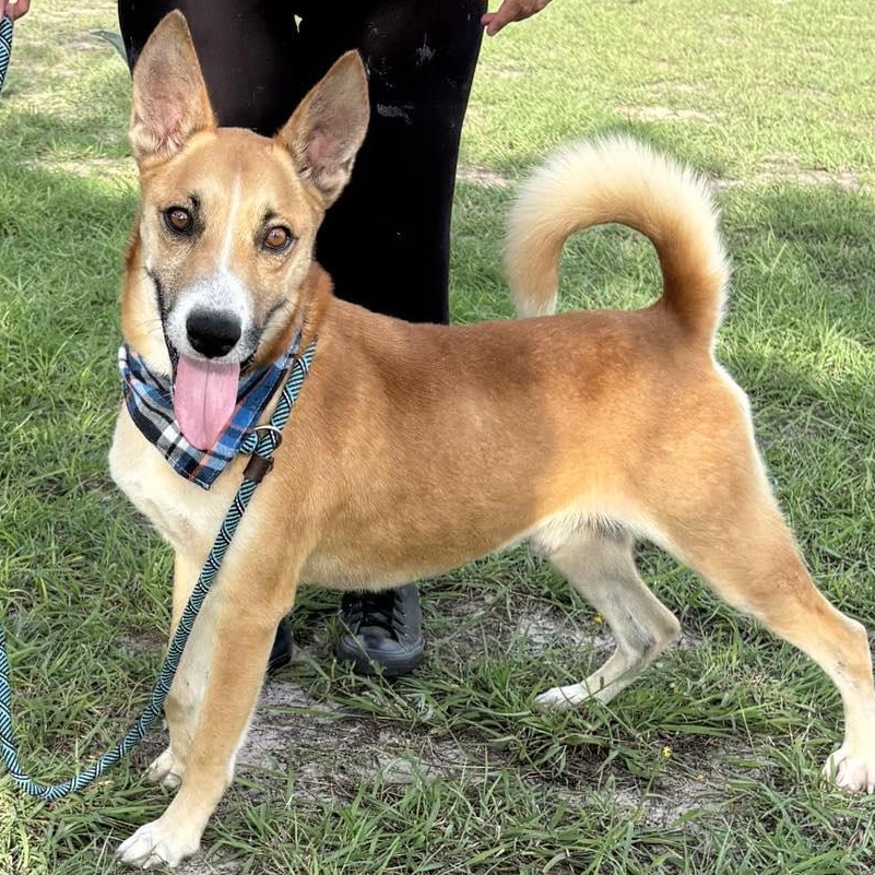 Flako — thumbnail 5