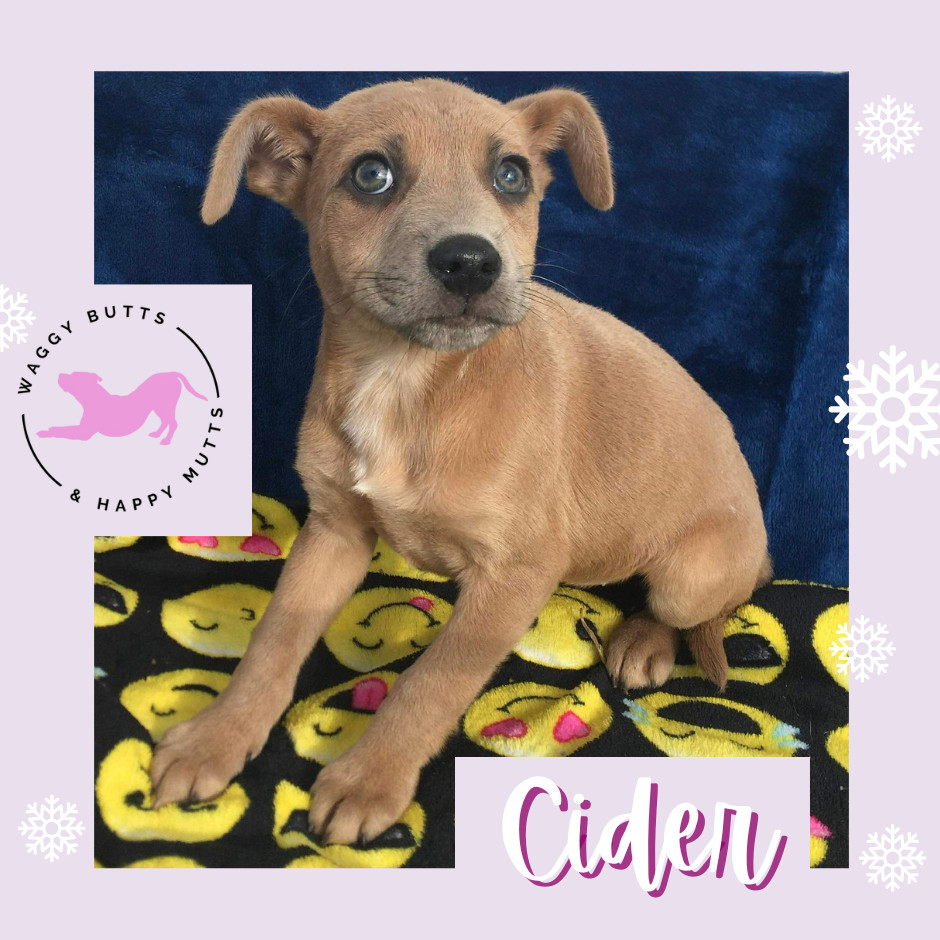 Cider, Adopted, Puppy Female Mixed Breed.