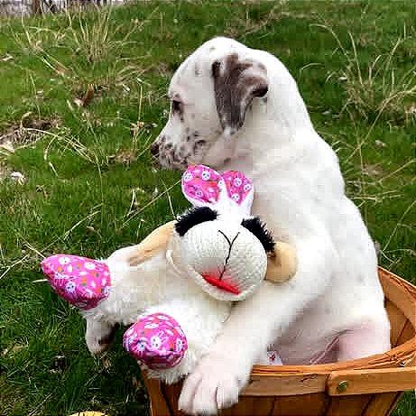 Enlarge Bodie, a Adoptable mixed breed in TONASKET, WA image 1/3