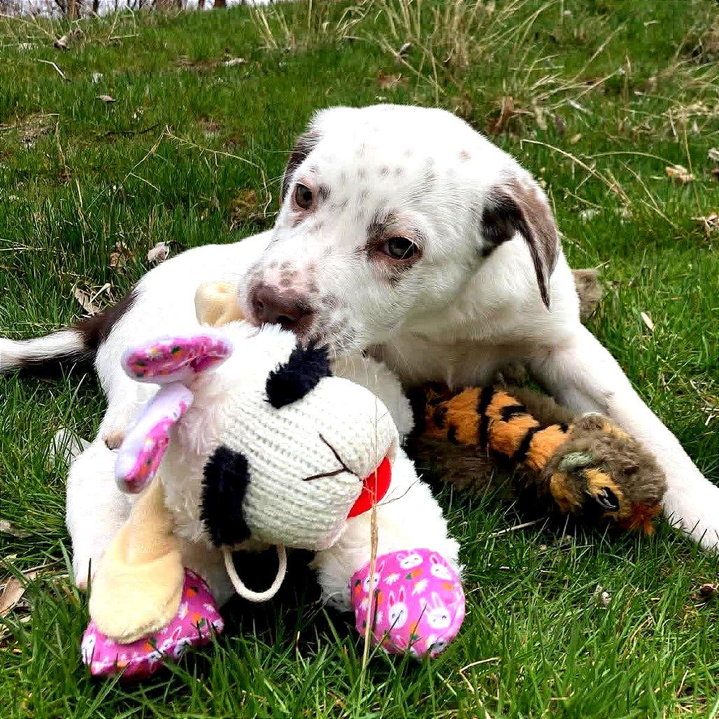 Enlarge Bodie, a Adoptable mixed breed in TONASKET, WA image 2/3