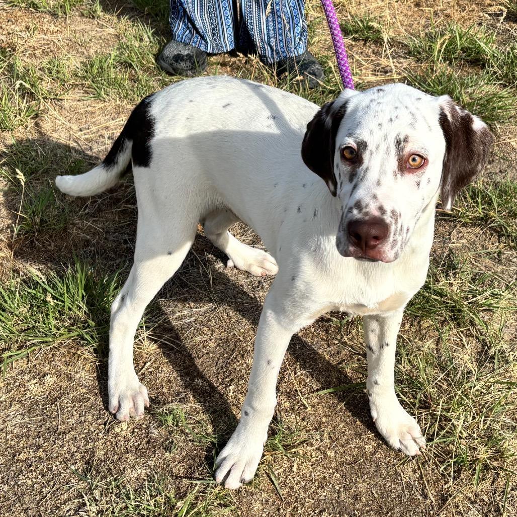 Bodie, Adoptable, Puppy Male German Shorthaired Pointer & Dalmatian.