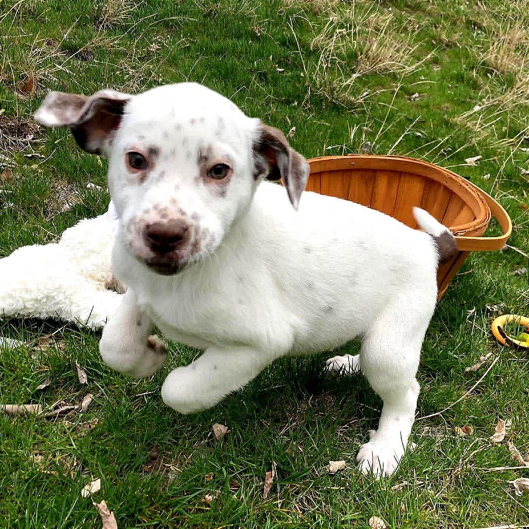 Enlarge Bodie, a Adoptable mixed breed in TONASKET, WA image 3/3