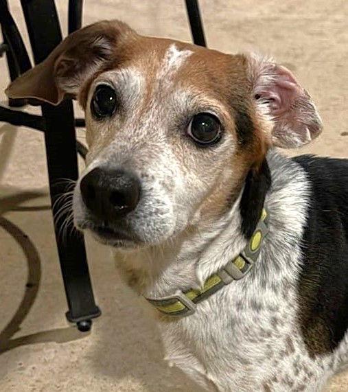 Enlarge Poncho II, a Adoptable Beagle in Dunnellon, FL image 1/3