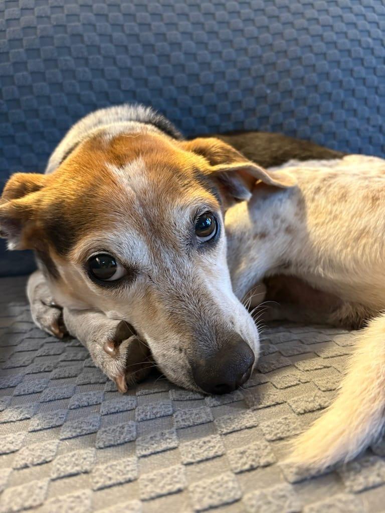 Poncho II, Adoptable, Senior Male Beagle.