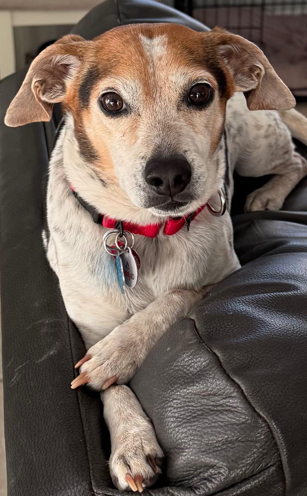 Enlarge Poncho II, a Adoptable Beagle in Dunnellon, FL image 2/3