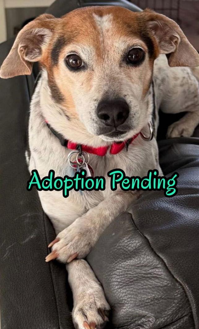 Enlarge Poncho II, a Adoptable Beagle in Dunnellon, FL image 3/3