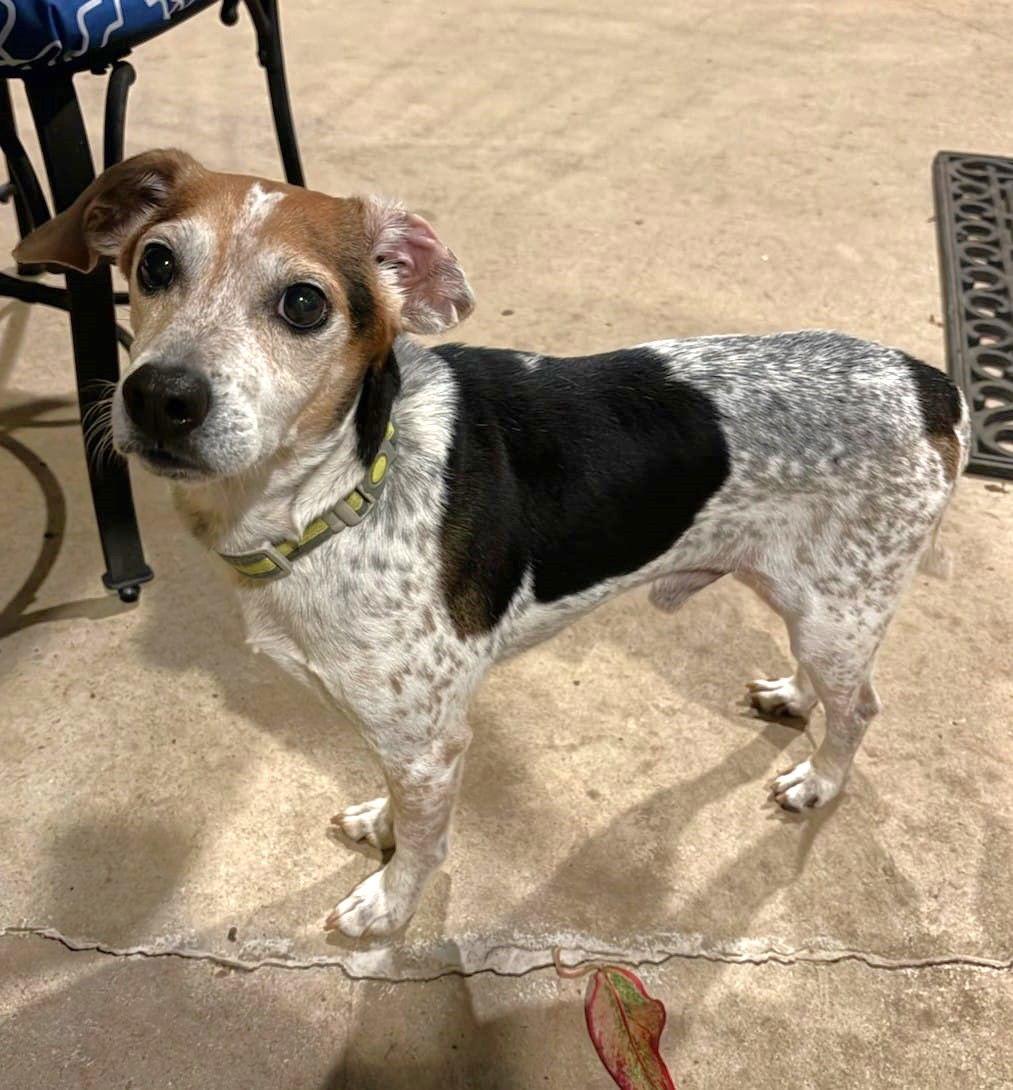 Enlarge Poncho II, a Adoptable Beagle in Dunnellon, FL image 3/3