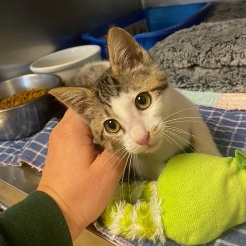 Shrimp, Adoptable, Kitten Female Domestic Short Hair.