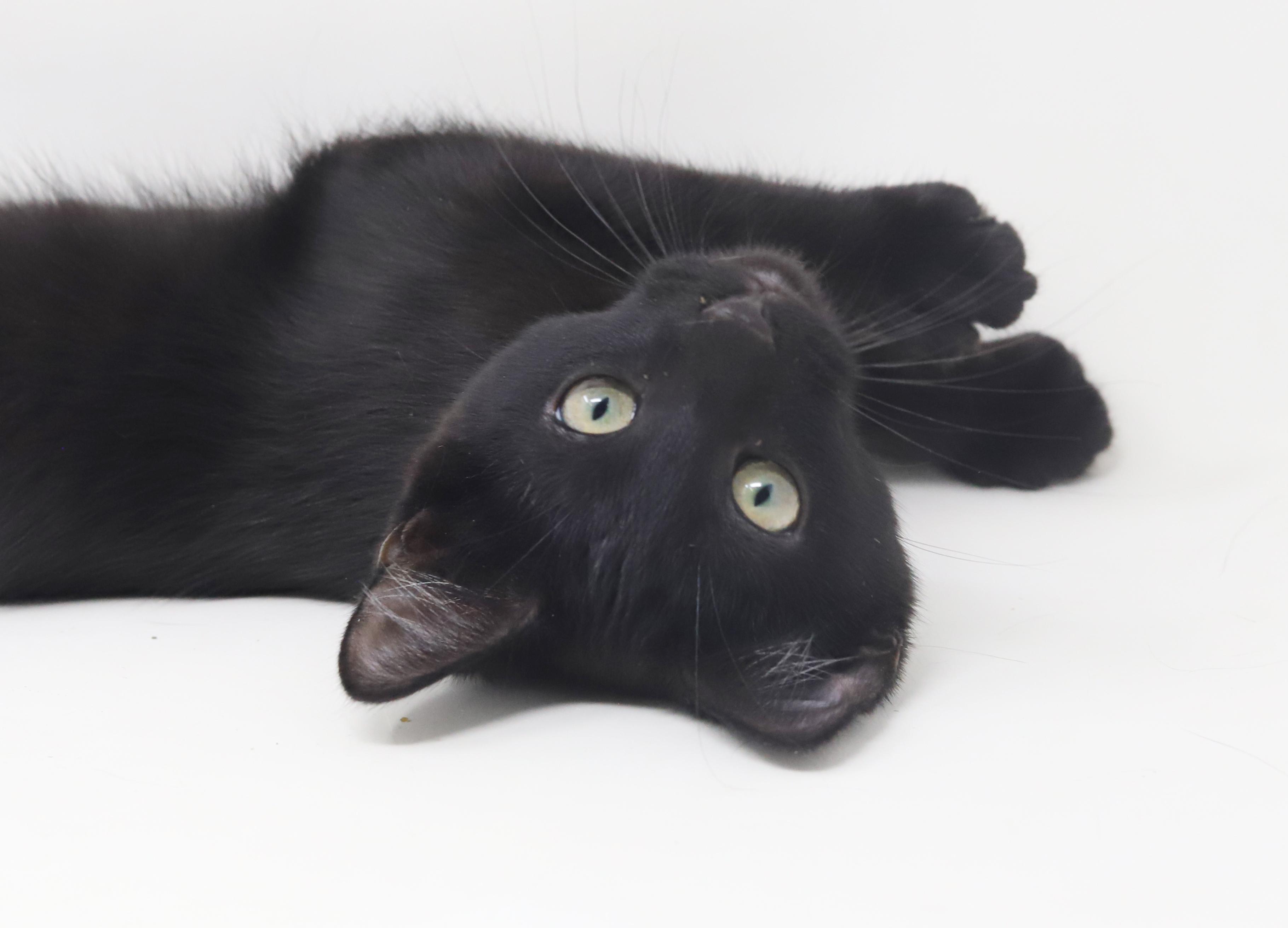 Thumper is rocking our world!  LICORICE SMOKE NECKLACE LOVER!