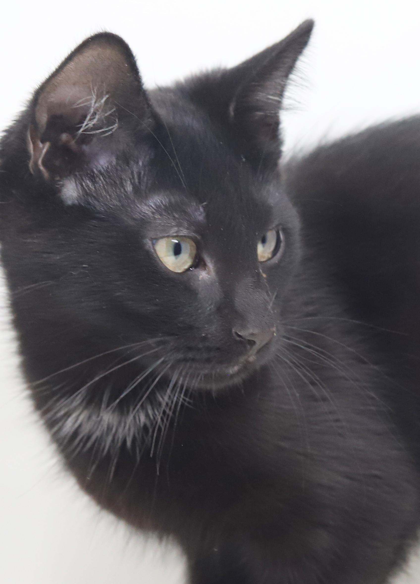 Thumper is rocking our world!  LICORICE SMOKE NECKLACE LOVER!