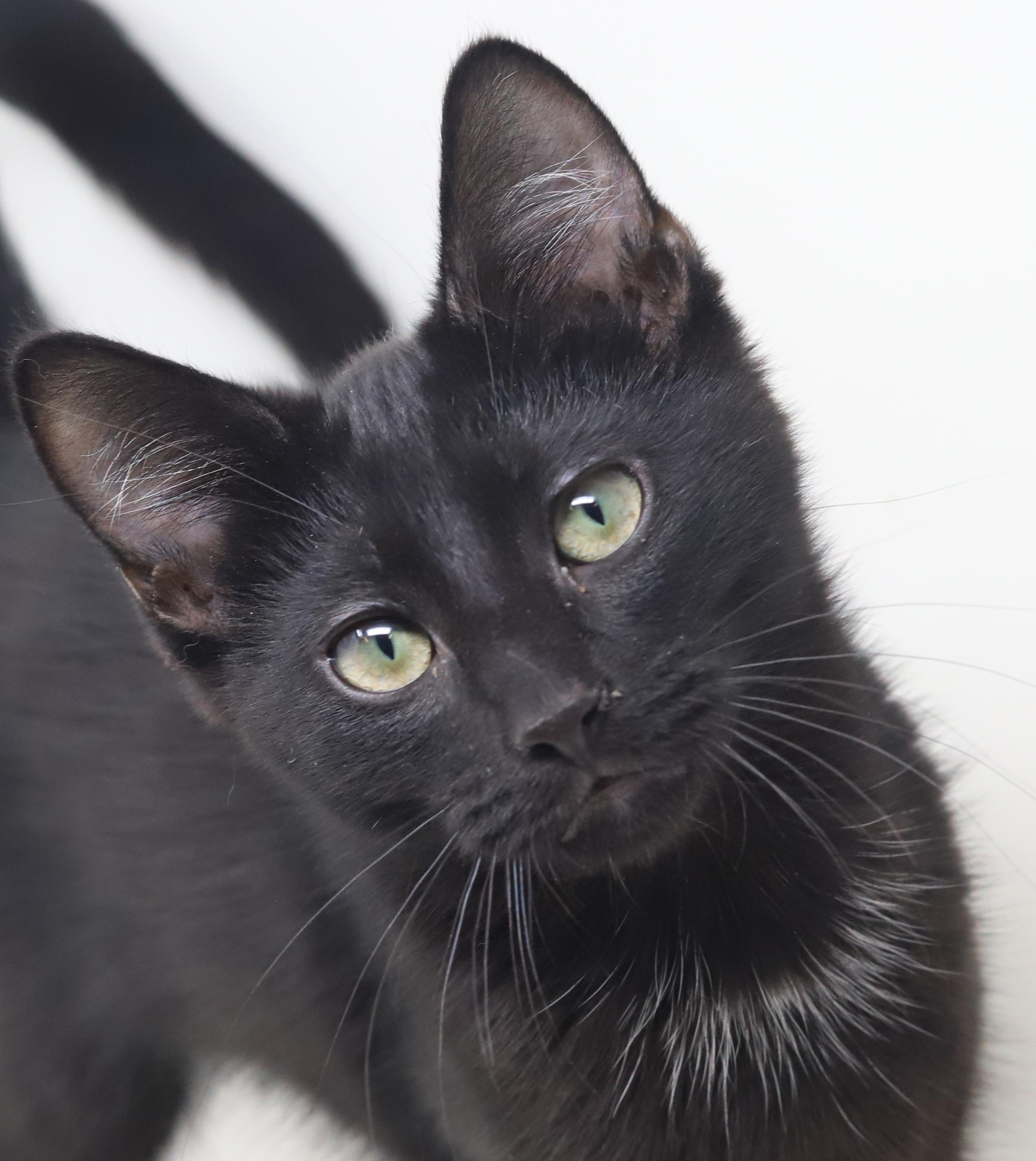 Thumper is rocking our world!  LICORICE SMOKE NECKLACE LOVER!