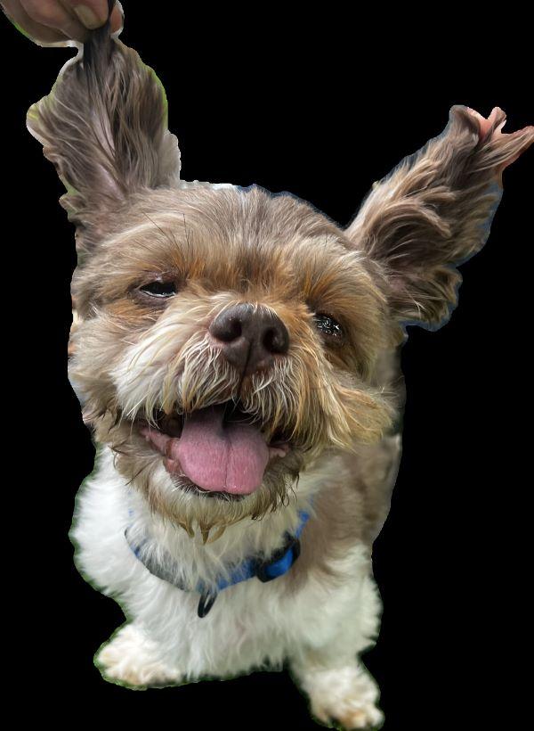 Enlarge Stash, a Adoptable Shih Tzu in Carlsbad, CA image 2/3