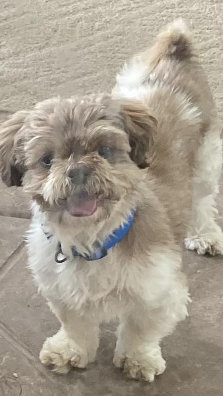 Enlarge Stash, a Adoptable Shih Tzu in Carlsbad, CA image 1/3