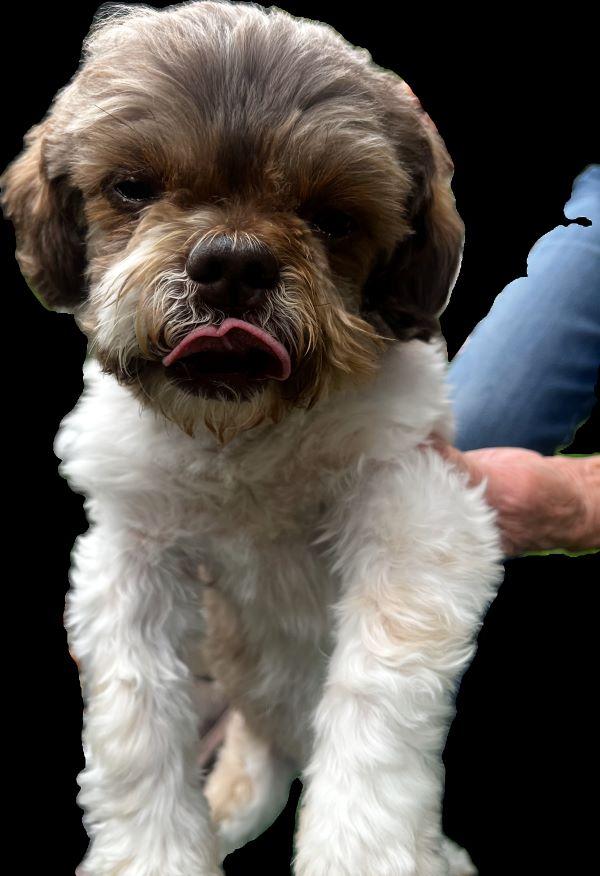 Enlarge Stash, a Adoptable Shih Tzu in Carlsbad, CA image 3/3