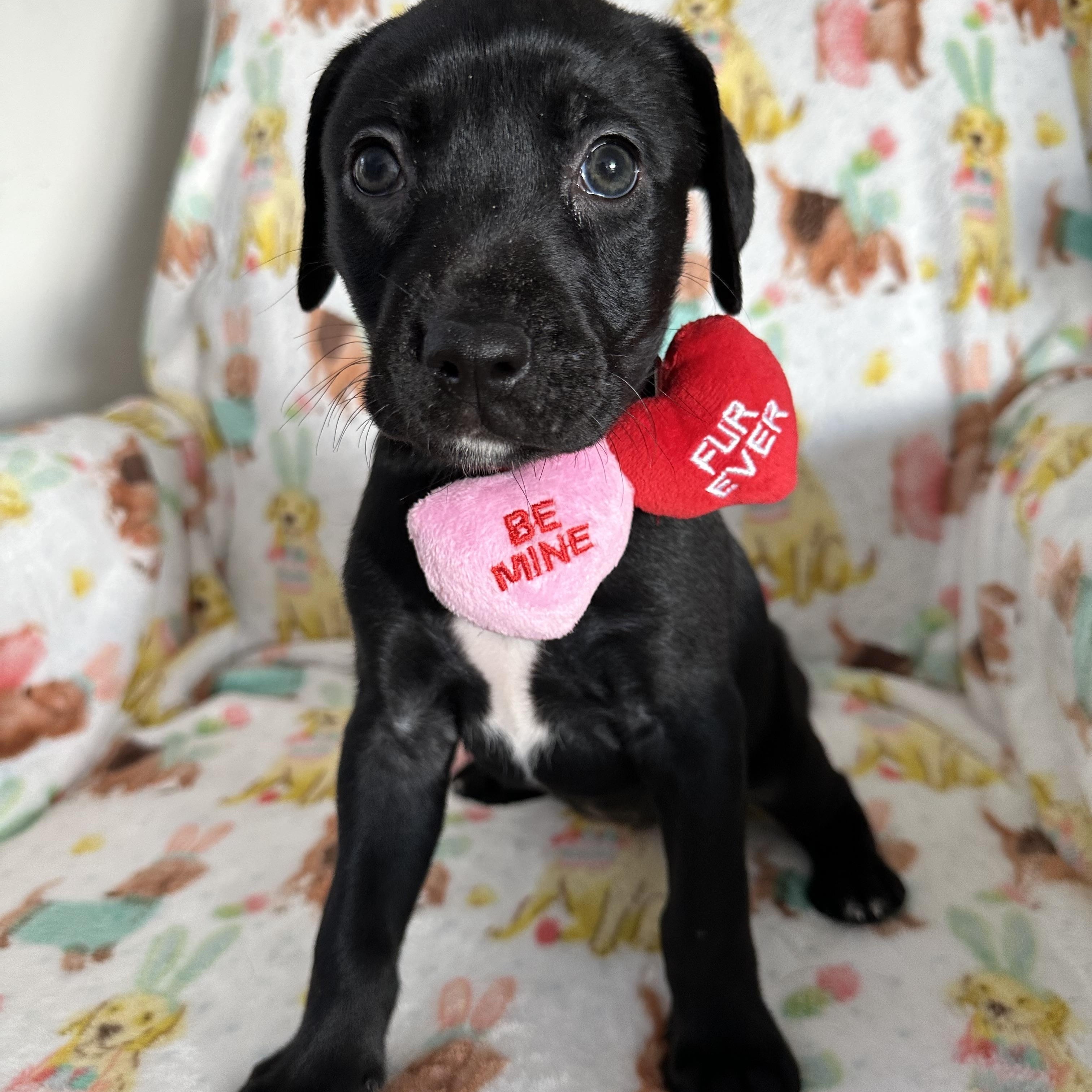 Enlarge Pinwheel, a Adoptable Mixed Breed in Iron River, MI image 1/3