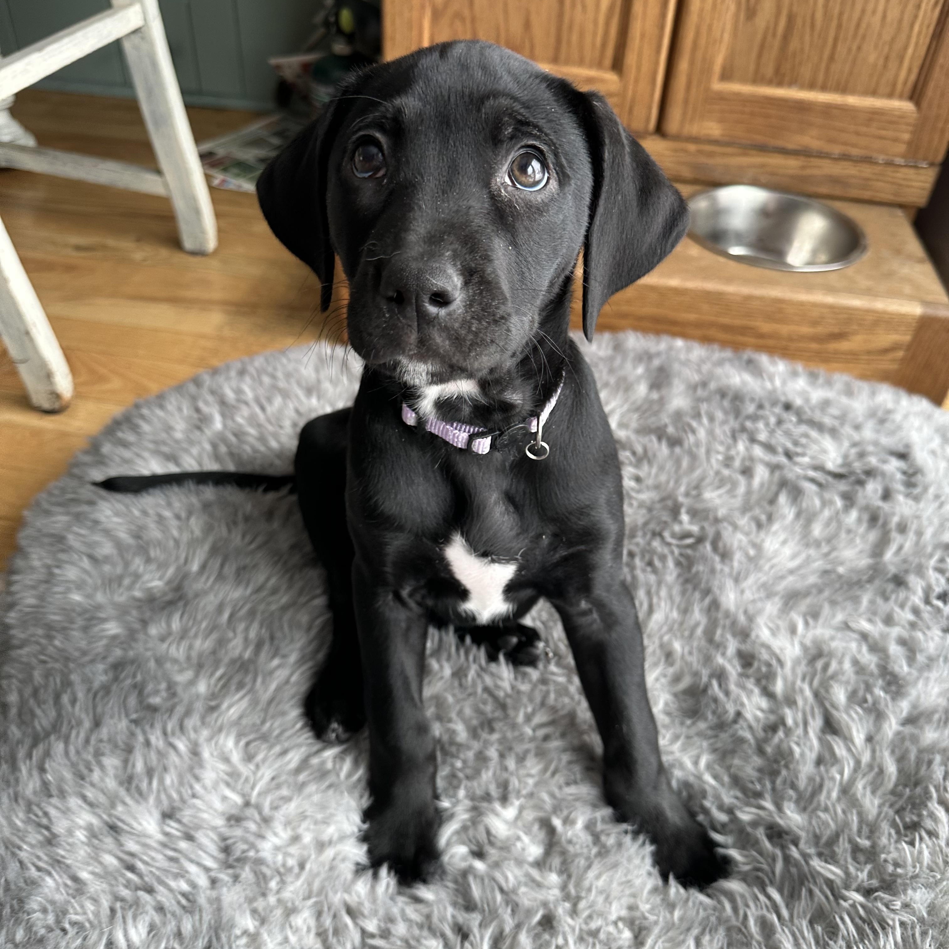 Enlarge Pinwheel, a Adoptable mixed breed in Iron River, MI image 1/5