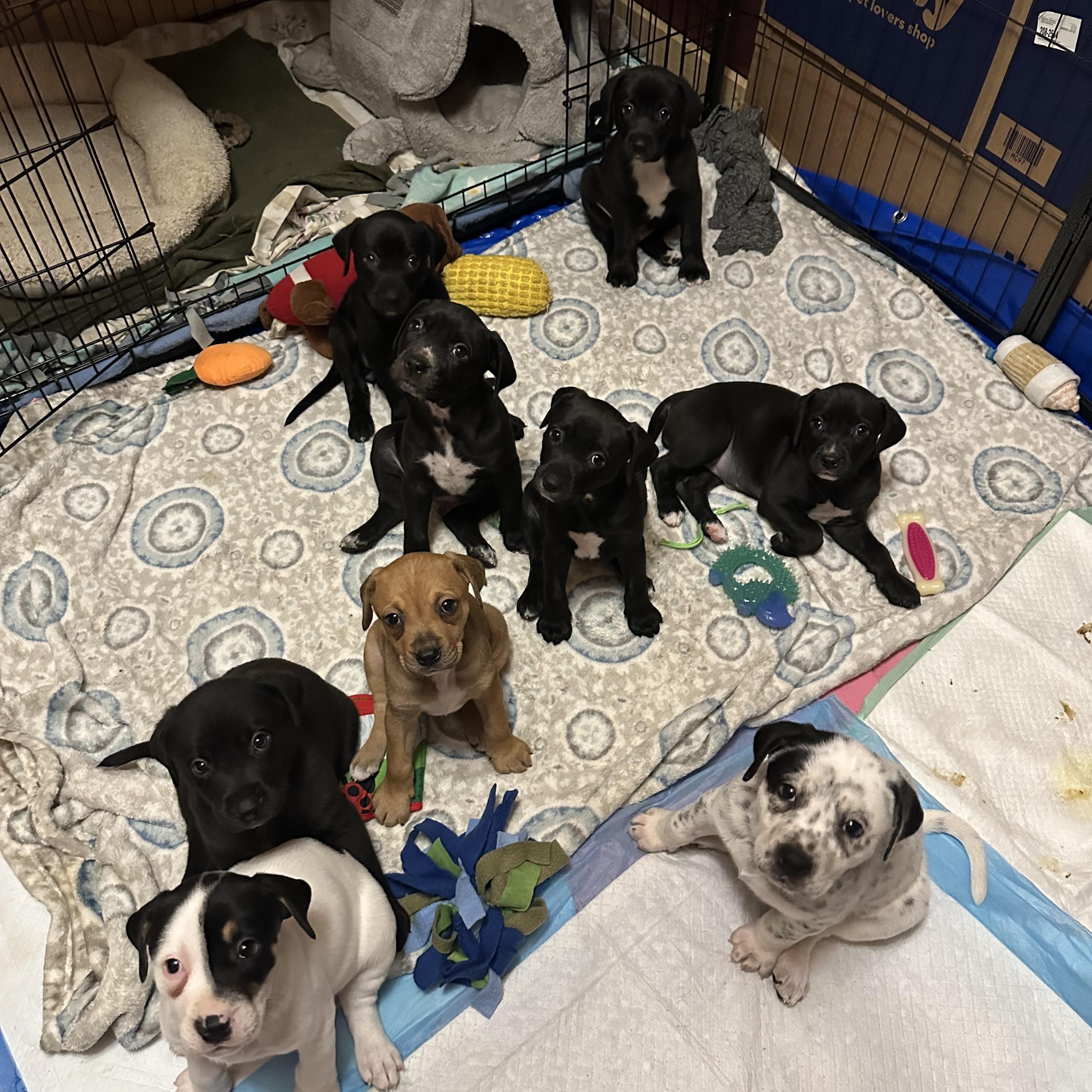 Enlarge Pinwheel, a Adoptable Mixed Breed in Iron River, MI image 3/3