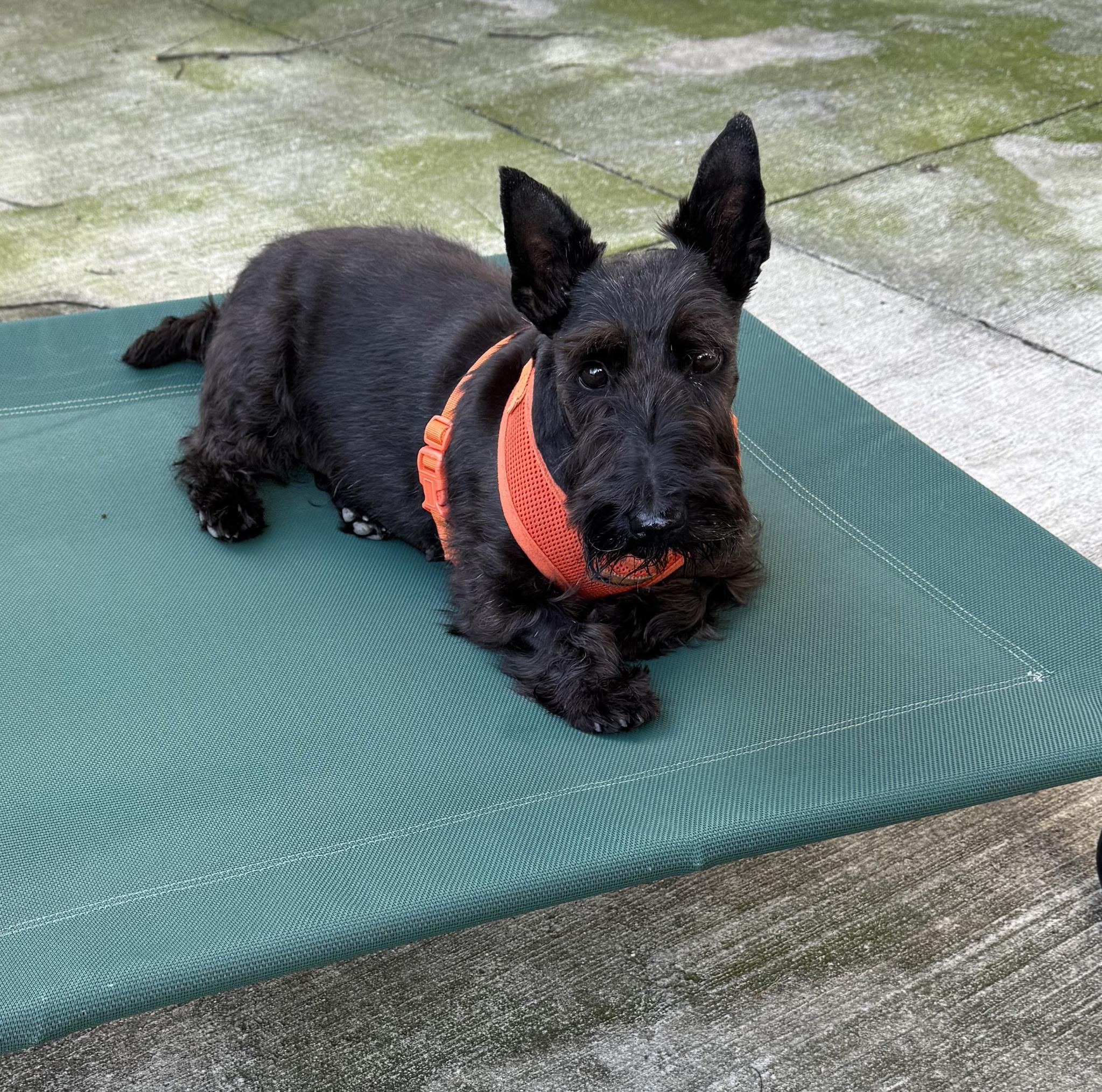 Enlarge Maddie, an adopted Scottish Terrier in Rockaway, NJ image 1/1
