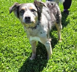 Jitterbug, ADOPTABLE, Adult Female Australian Shepherd.