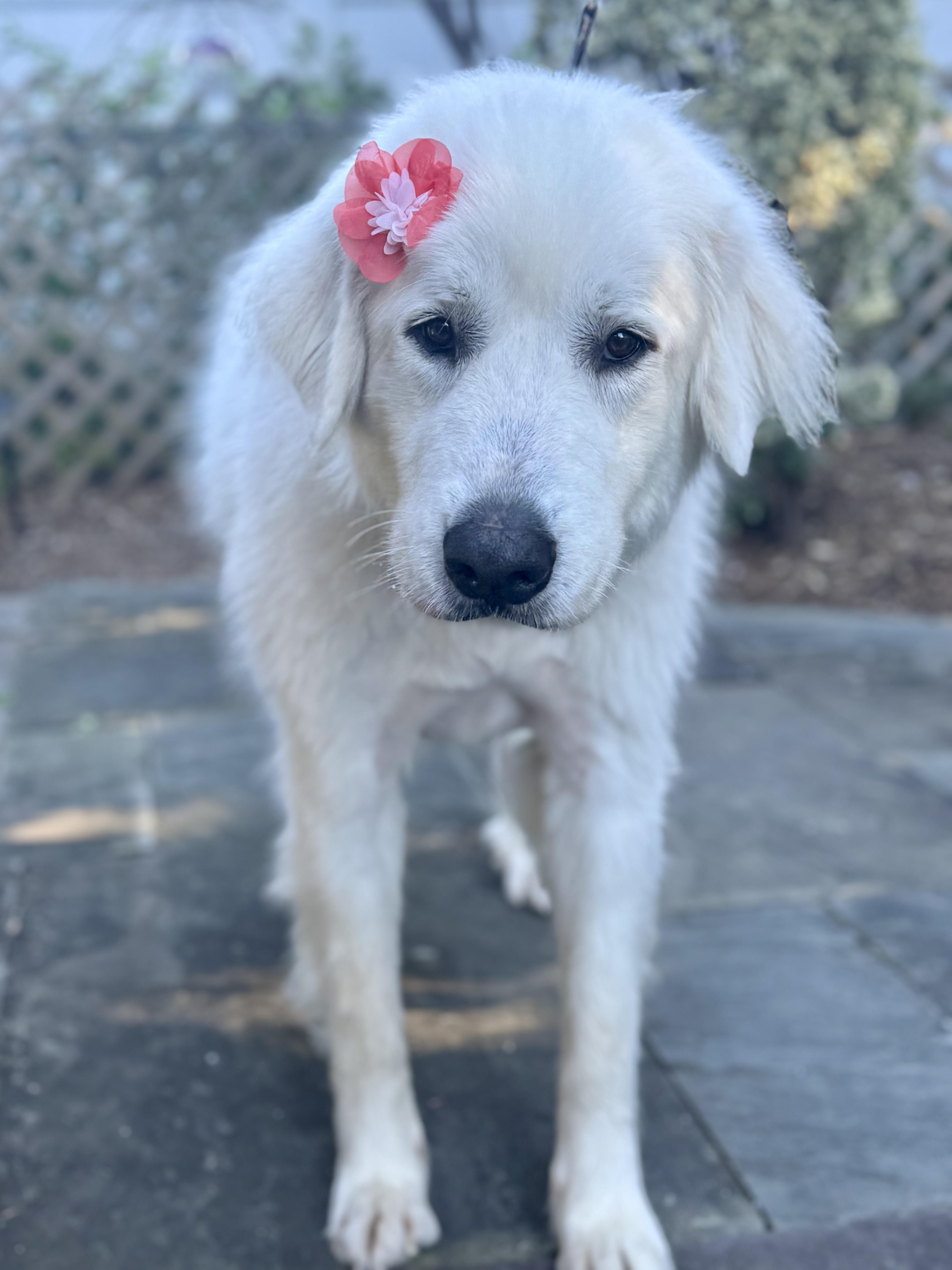 Enlarge Rona aka Sugar Bea, an adopted Great Pyrenees in Mahwah, NJ image 3/6