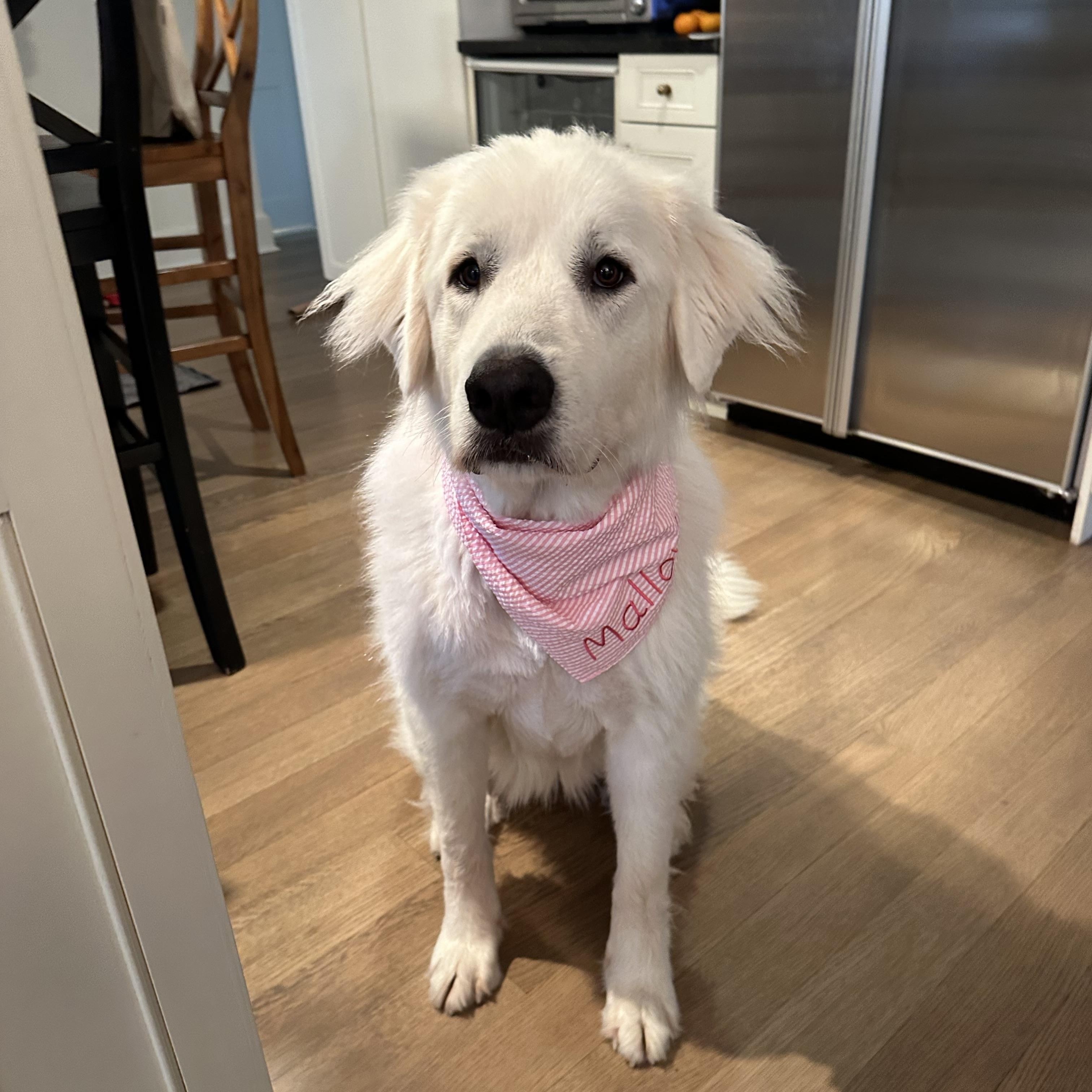Enlarge Rona aka Sugar Bea, an adopted Great Pyrenees in Mahwah, NJ image 1/6