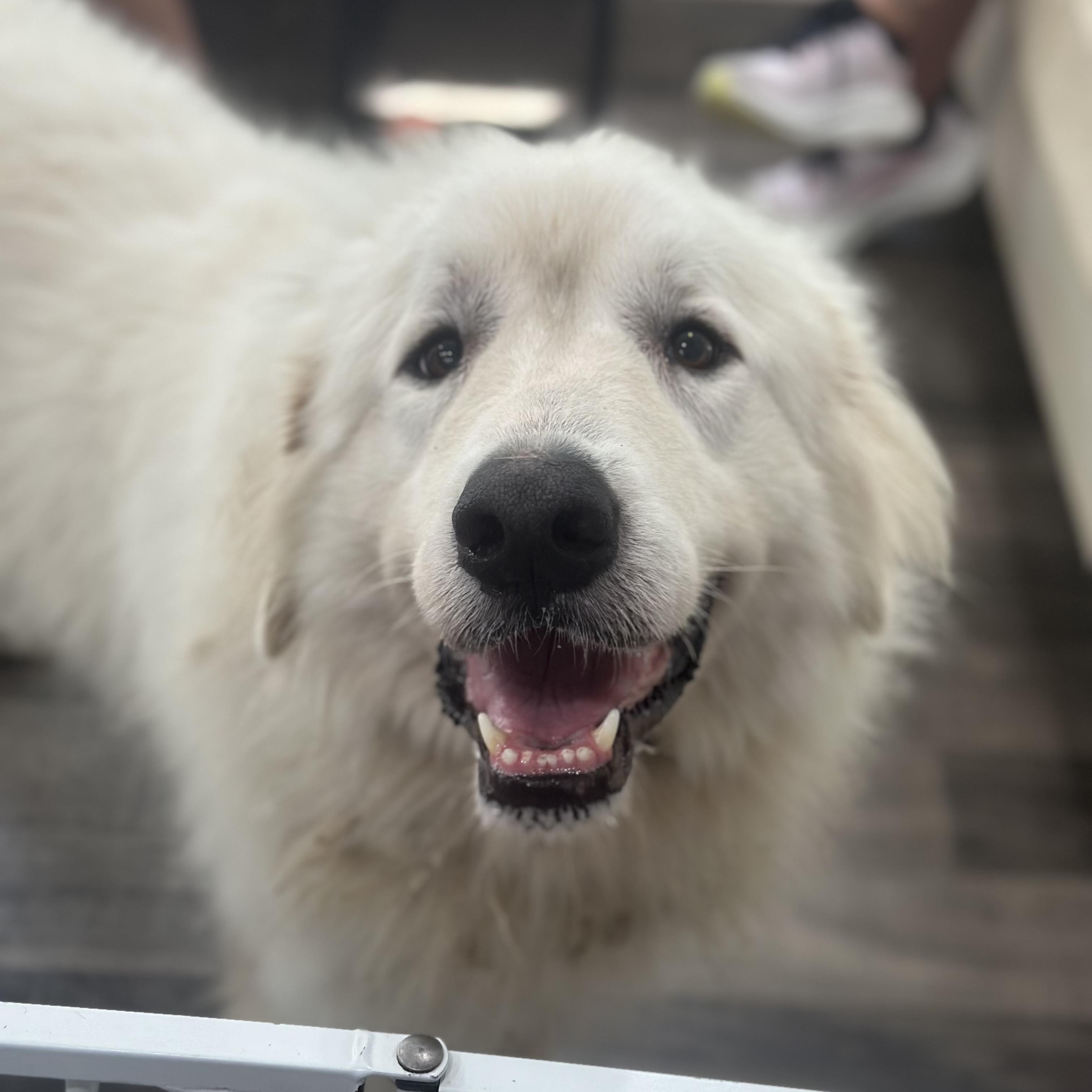 Enlarge Rona aka Sugar Bea, an adopted Great Pyrenees in Mahwah, NJ image 2/6