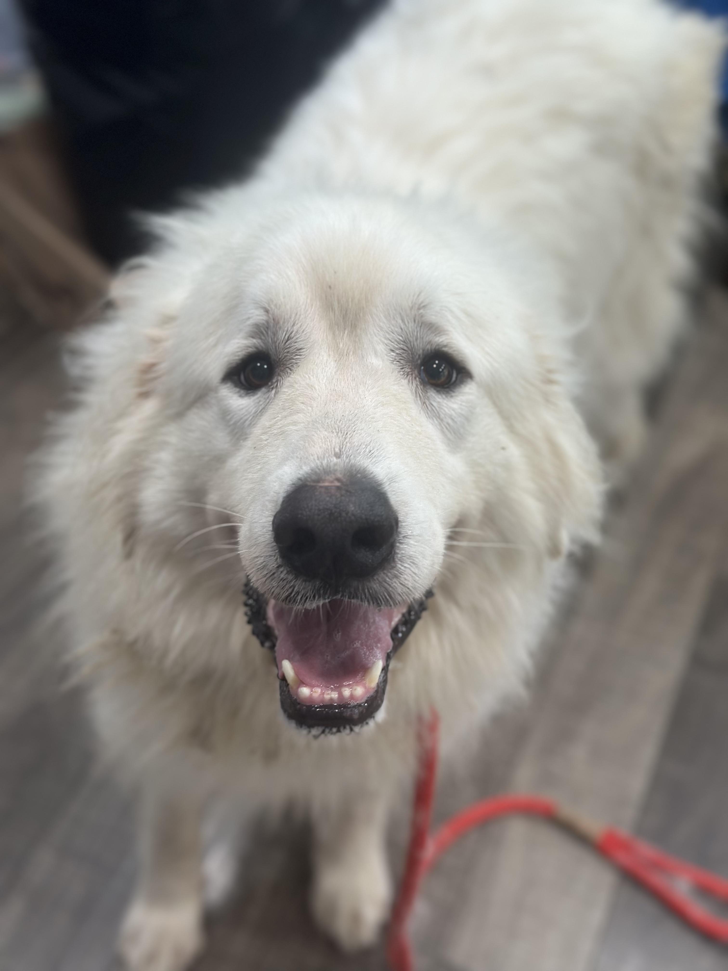 Enlarge Rona aka Sugar Bea, an adopted Great Pyrenees in Mahwah, NJ image 4/6