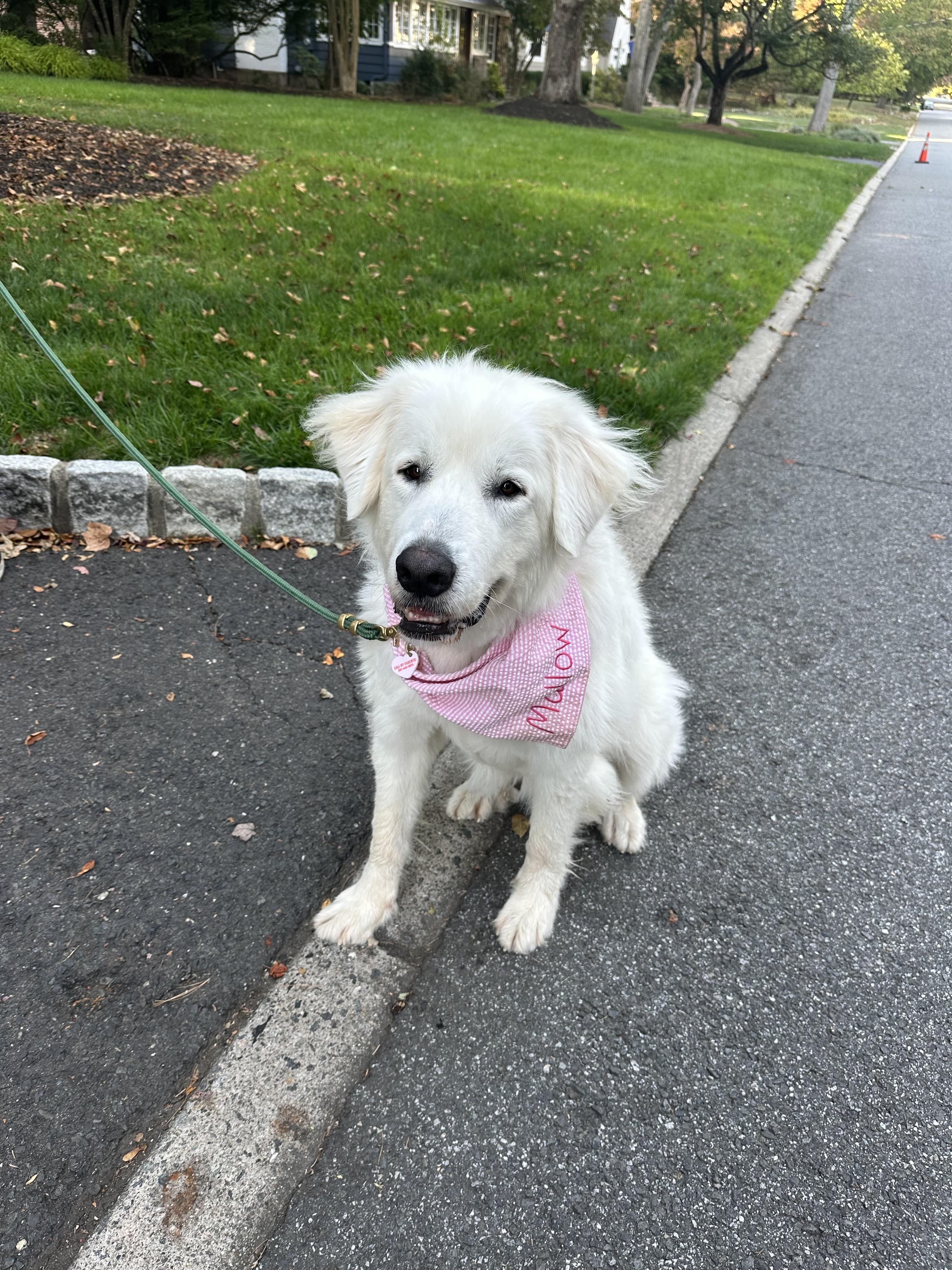 Enlarge Rona aka Sugar Bea, an adopted Great Pyrenees in Mahwah, NJ image 6/6