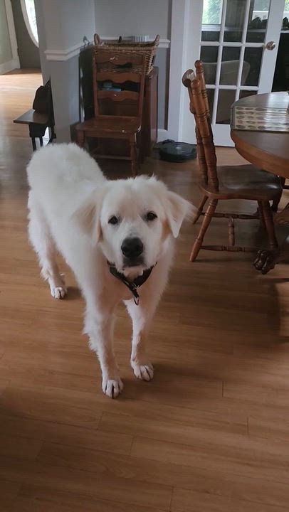 Enlarge Rona aka Sugar Bea, an adopted Great Pyrenees in Mahwah, NJ video 5/6
