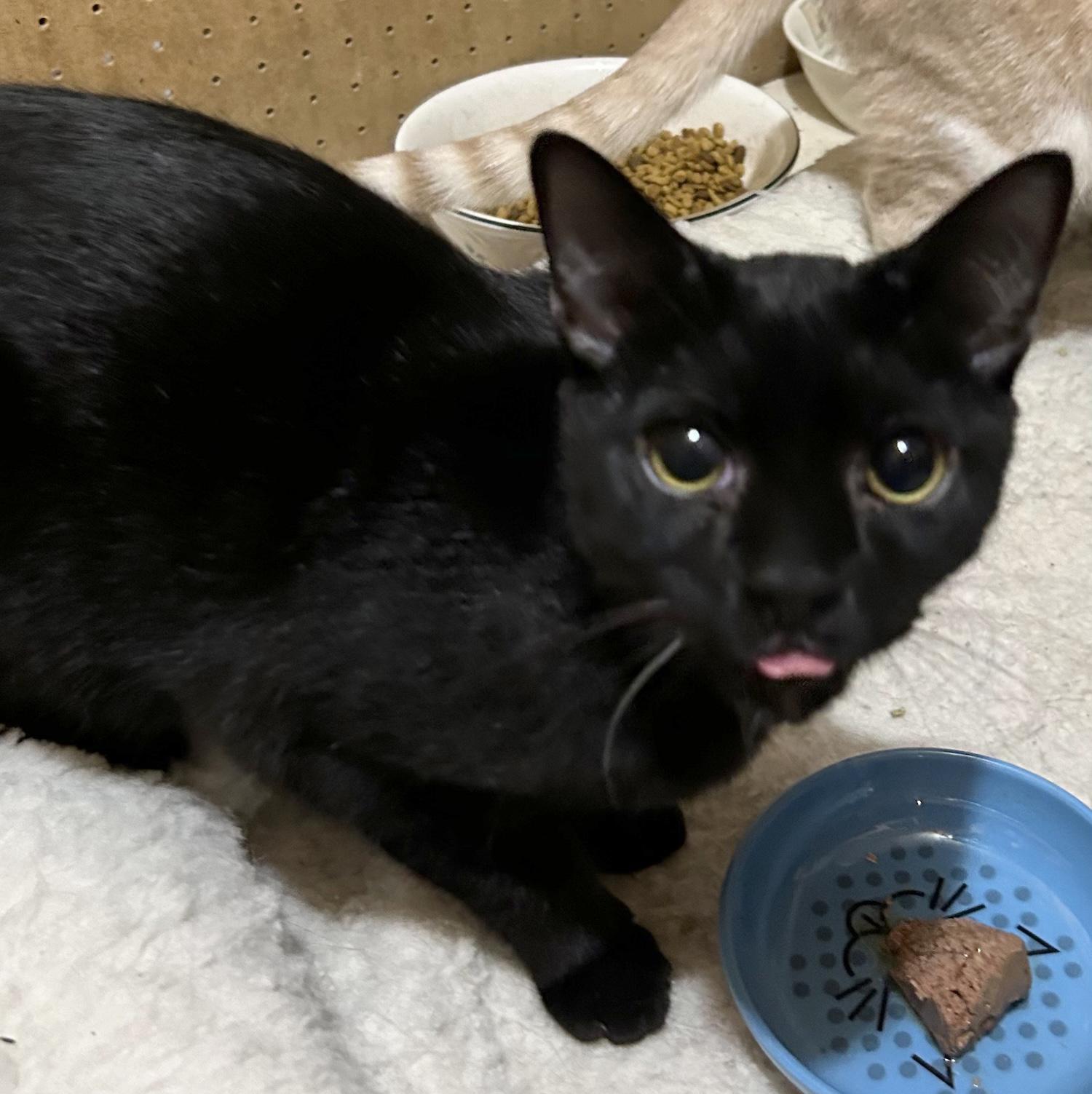 Obi (Special Adoption Fee), a Adoptable Domestic Short Hair in Smithfield, NC image 2/4