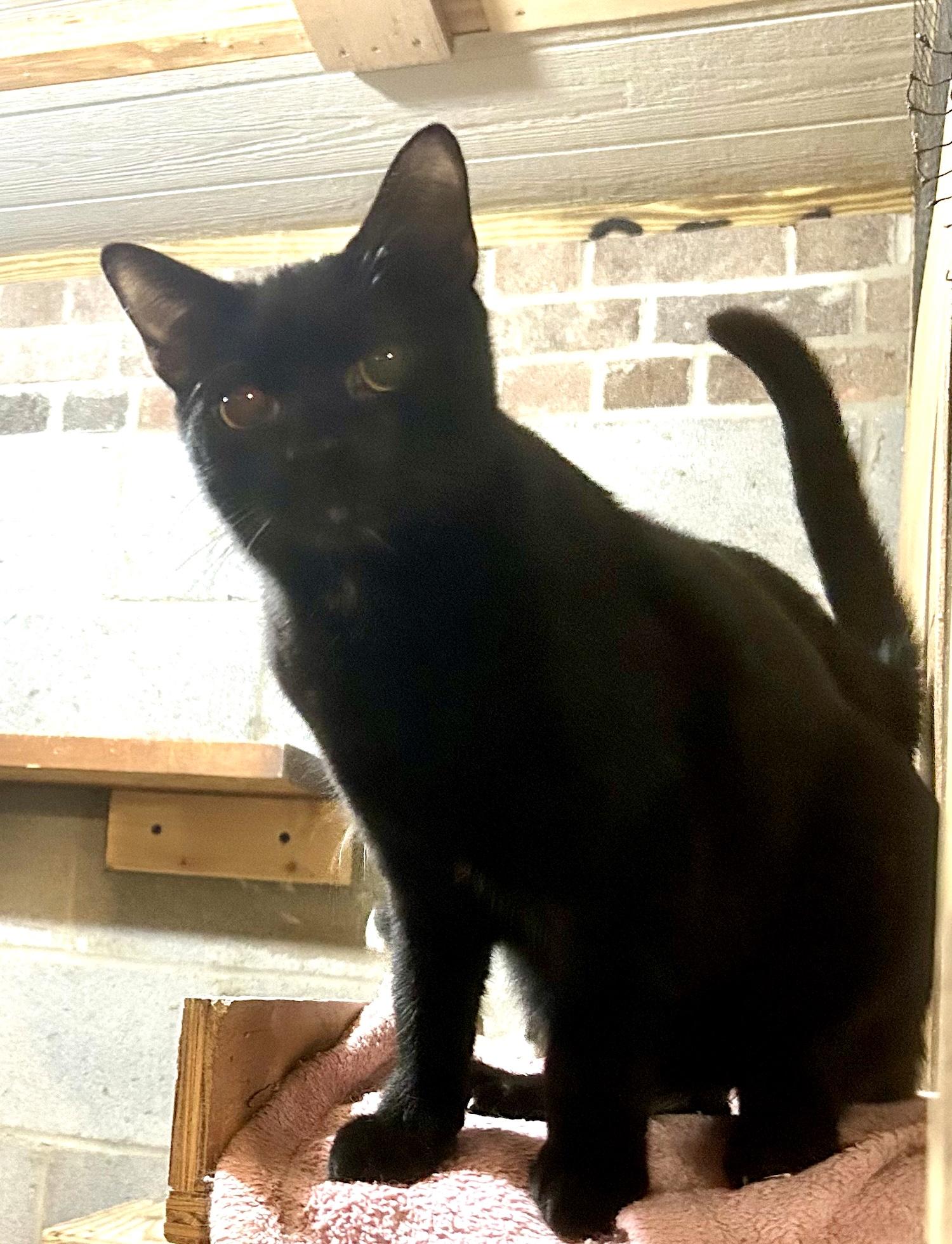 Obi (Special Adoption Fee), a Adoptable Domestic Short Hair in Smithfield, NC image 4/4