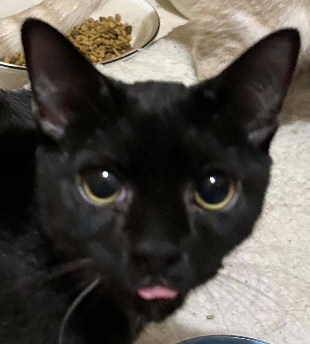Obi (Special Adoption Fee), Young Male Domestic Short Hair
